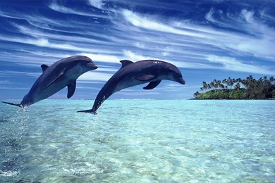 Dolphins Wallpapers   Android Apps On Google Play