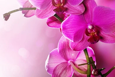 Violet Spent The iPad Wallpapers, iPad Backgrounds, Best iPad ...