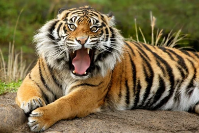 Tiger Image
