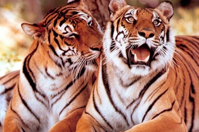 Tigers Wallpapers  High Definition Backgrounds
