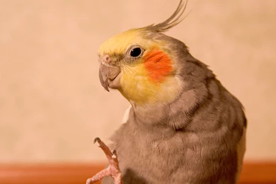 Cockatiel Wallpapers