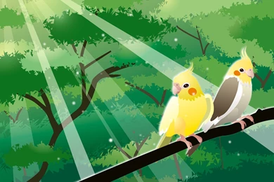 Chirping If I'm Out Of Sight   Talk Cockatiels Forums