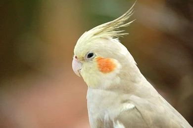 Beautiful Collection Of Cocktail Bird WallpapersPhotography Heat ...