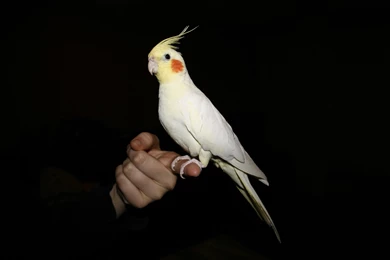 The Pictures For   > Cute Cockatiel Wallpapers