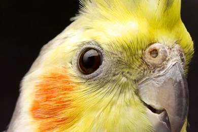 Cockatiel wallpaper 38.jpg