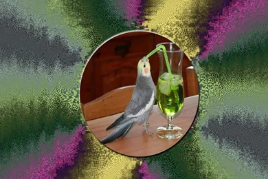 Cockatiel,cockatail, Green Irish Tea Wallpapers