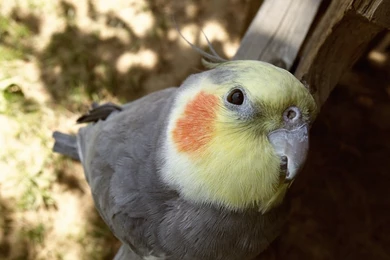 Cockatiels   DeviantArt