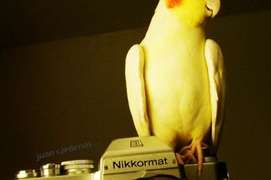 Cutest Cockatiels