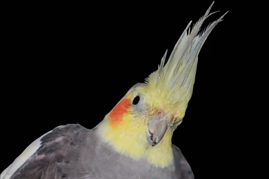 Cockatiel   HD Wallpapers