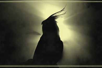 DeviantArt: More Artists Like Cockatiel N Budgie Love 2 By Dann1i