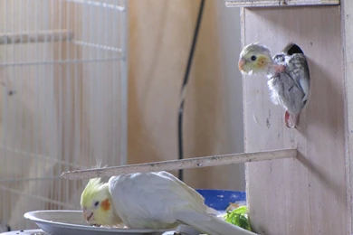 Birds: Cockatiels Baby Parrot Birds Cockatiel Nest Free Download ...