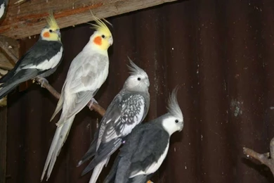 Cockatiel Wallpapers