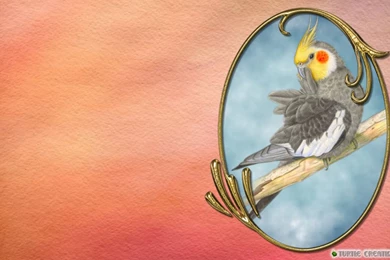 Cockatiel.jpg Photo By Sherrill1967