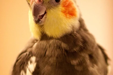 Cockatiel By Imladris517 On DeviantArt