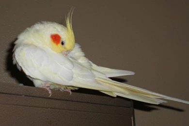 COCKATIEL WALLPAPER   (