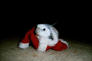 Christmas Cockatiel By Diskool97 On DeviantArt