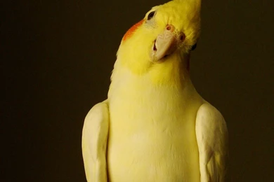 Cockatiel Look By Nacion33 On DeviantArt
