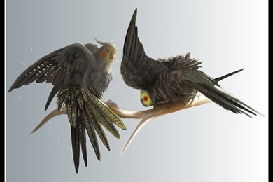 Cockatiels   DeviantArt