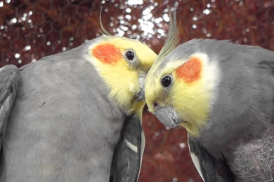 COCKATIELS "KISSING"   YouTube