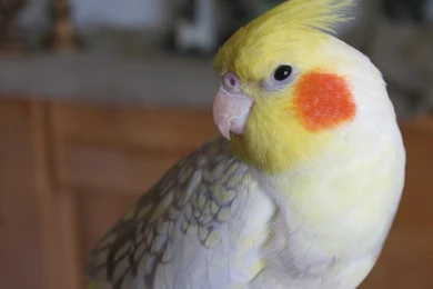 Angel The Cockatiel By Chinchilla Man On DeviantArt