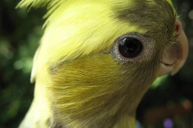 Cockatiel Peek a boo By Vaulderie On DeviantArt