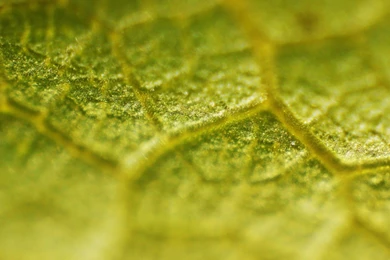 Wallpapers Biology Hd Nature Leaves Wine Vein Cells Biological ...