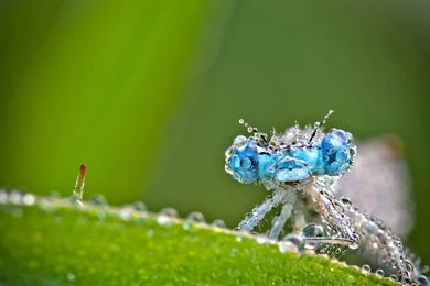 Flying High Flying Birds Wallpapers Flying Birds Pictures Flying ...