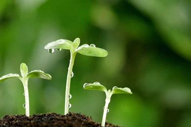 What Is The Significance Of Osmosis In Plants ?