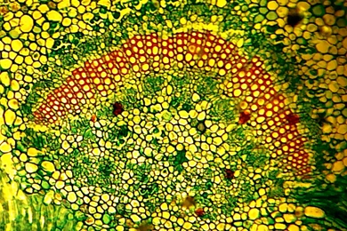 Wallpapers Molecular Biology For Human Cell 1600x1200