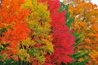 Fall Colors — Crafthubs