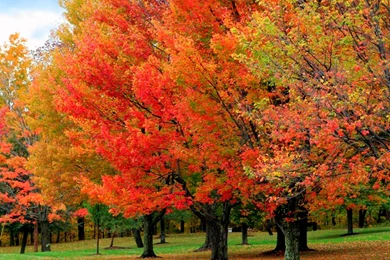 Fall Foliage Hike   UVM Bored