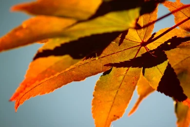 Fall Color HD Desktop Wallpapers : Widescreen : High Definition ...