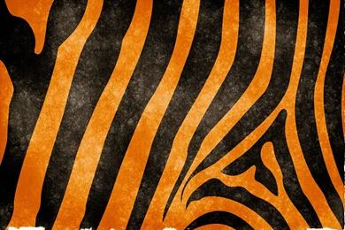 Alfa Img   Showing > Tiger Stripe Wallpapers