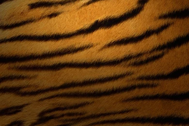 Tiger Fur Background Images
