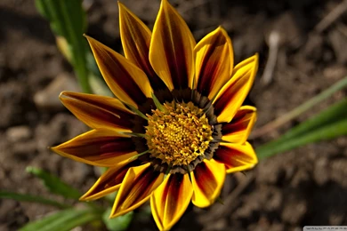 Gazania Tiger Stripe HD Desktop Wallpapers : High Definition ...