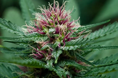 Weed Wallpapers For Android W2D   Wallpaperhd.press