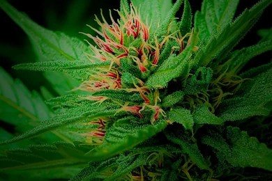 Weed Wallpapers For Android J9Q   Wallpaperhd.press