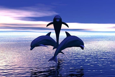 3 DOLPHINS JUMPING OUT OF THE WATER WALLPAPER   (