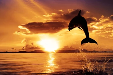 Jumping Dolphin Wallpapers