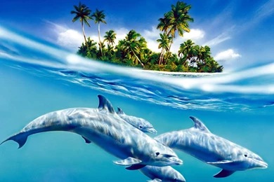 Dolphins Wallpapers   Dolphins In Water Wallpapers