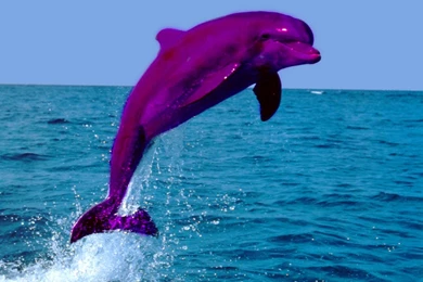 Pink Dolphins Jumping   Wallpaper.