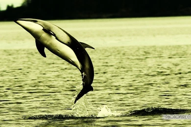 Jumping Dolphins HD Wallpapers.