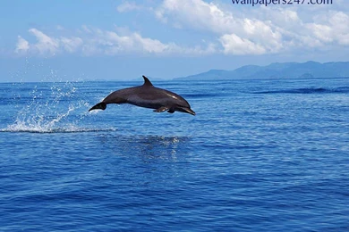 Related Pictures 3d Dolphin Wallpapers Baby Dolphins