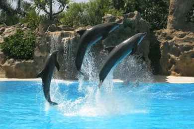 Dolphins Sunset Sunset Jump – Animals Dolphins HD Desktop Wallpapers