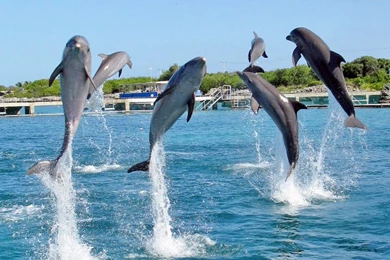 Jumping Dolphins Wallpapers