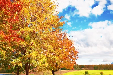 Download Wallpapers 2560x1024 Autumn, Trees, Colors, Palette ...