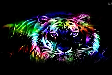 Neon Zebra Wallpapers 14GJ   WALLEO.CO   WALLEO.CO