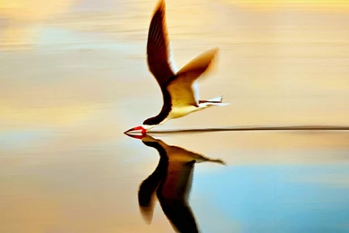 Birds: Incredible Bird Flight Birds Animal Wallpapers HD For HD 16 ...