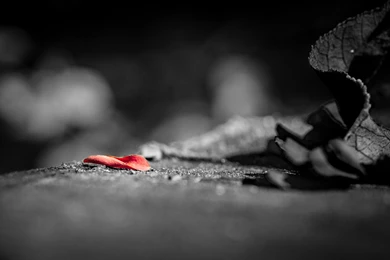 High Resolution Wallpapers, Red Petal On Black Road, Incredible ...
