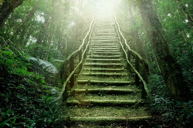 Rainforest HD Wallpapers,Widescreen Hd Desktop Backgrounds